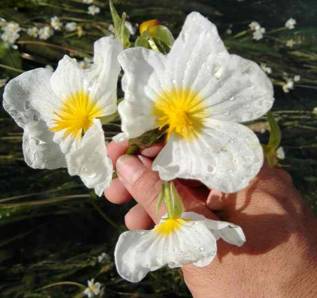 将来评选靖西市市花，海菜花是不是可以考虑一下？ - 靖西市·靖西网