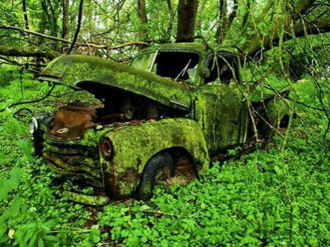 最近流传着人类灭绝后，地球将变这样。别样的凄美！ - 靖西市·靖西网