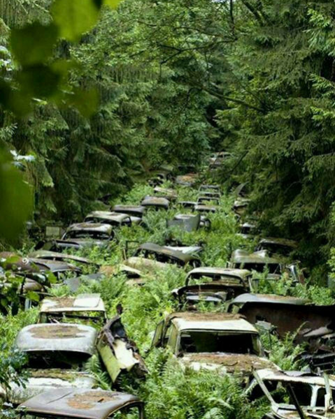 最近流传着人类灭绝后，地球将变这样。别样的凄美！ - 靖西市·靖西网