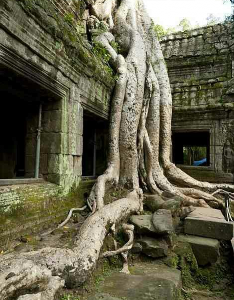 最近流传着人类灭绝后，地球将变这样。别样的凄美！ - 靖西市·靖西网