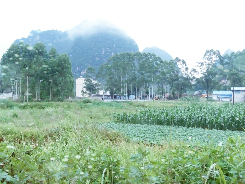 西南边垂的美丽乡间 - 靖西市·靖西网