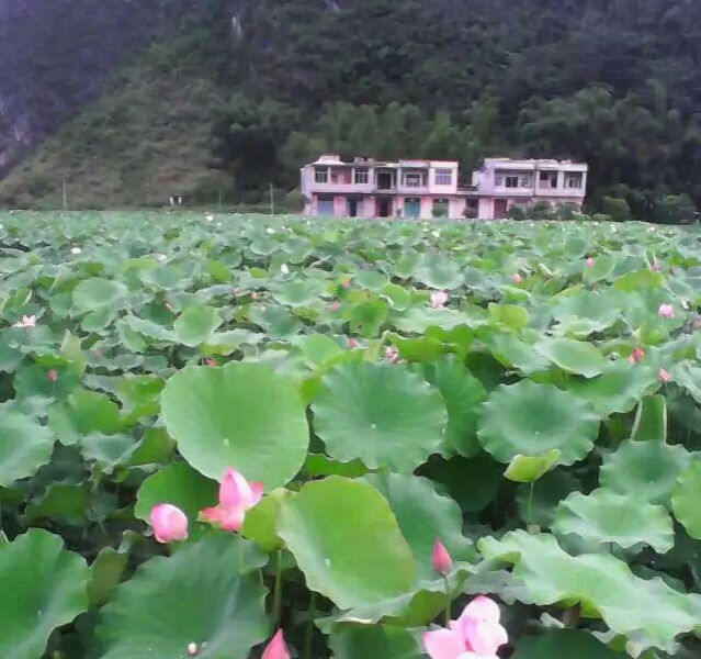 靖西美丽的荷花池还没来得去看就八月了 - 靖西市·靖西网