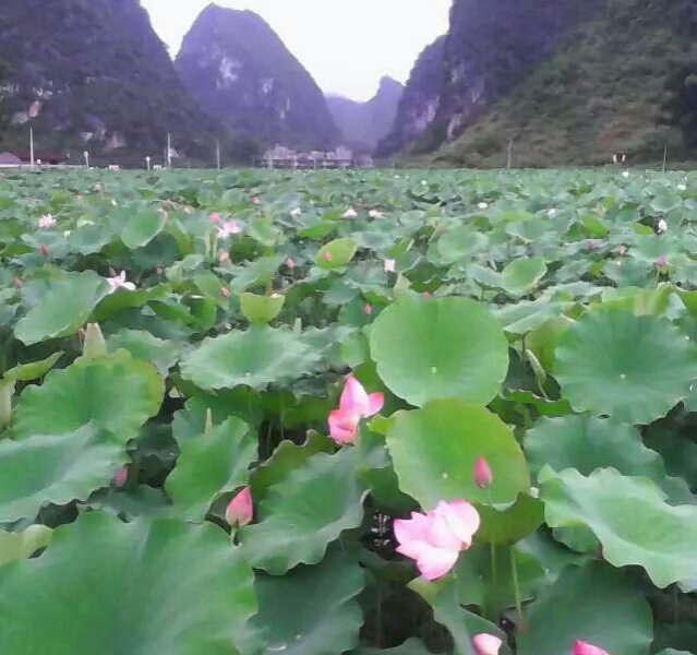 靖西美丽的荷花池还没来得去看就八月了 - 靖西市·靖西网