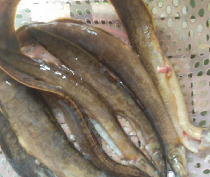 昨天去水库搞了一些鱼，老伯说营养价值高 - 靖西市·靖西网