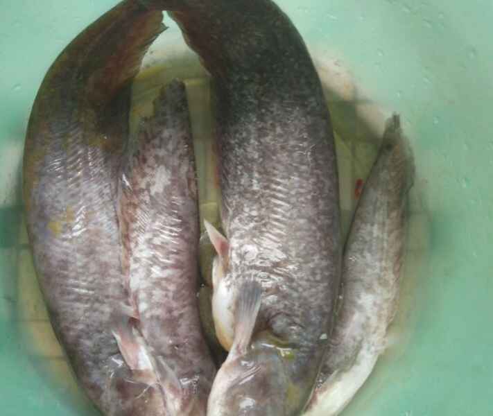 昨天去水库搞了一些鱼，老伯说营养价值高 - 靖西市·靖西网