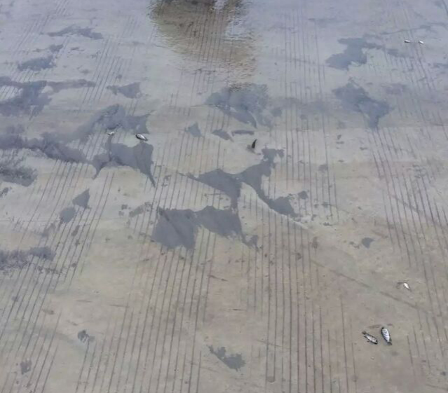 靖西再这样下雨，鱼都跑路上来玩了 - 靖西市·靖西网