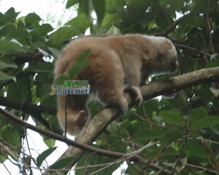 4只被解救的懒猴安家靖西邦亮国家级自然保护区 - 靖西市·靖西网