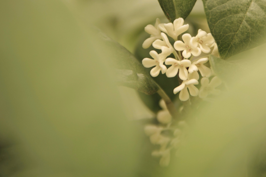 八月桂花香，十月桂花黄 - 靖西市·靖西网