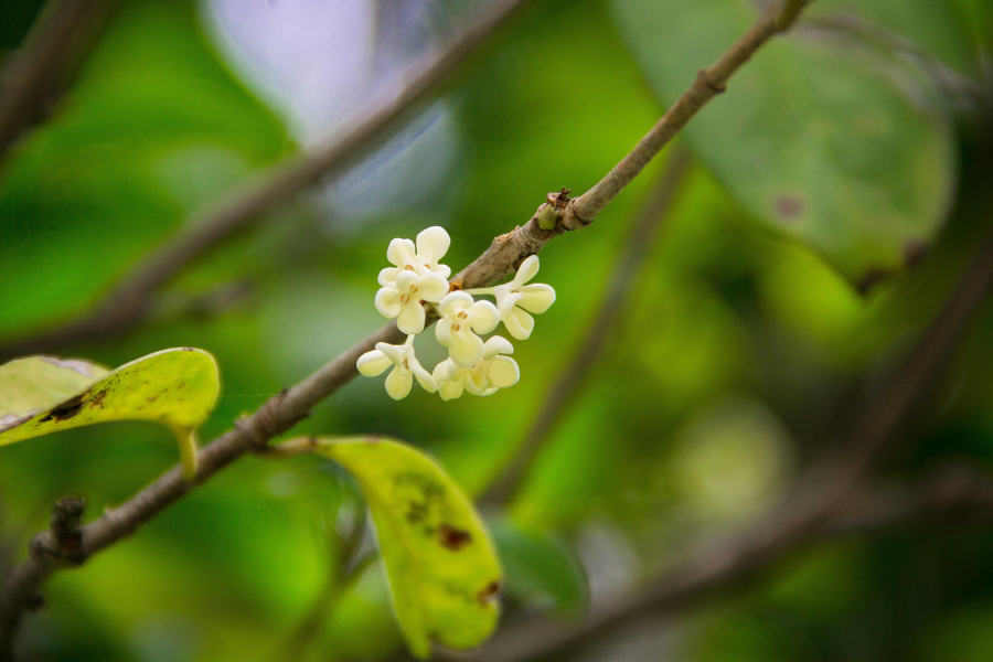 八月桂花香，十月桂花黄 - 靖西市·靖西网