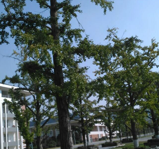 逛一圈桂林电子科技大学后，感觉靖西建一所大学在旧州鹅泉也很好 - 靖西市·靖西网