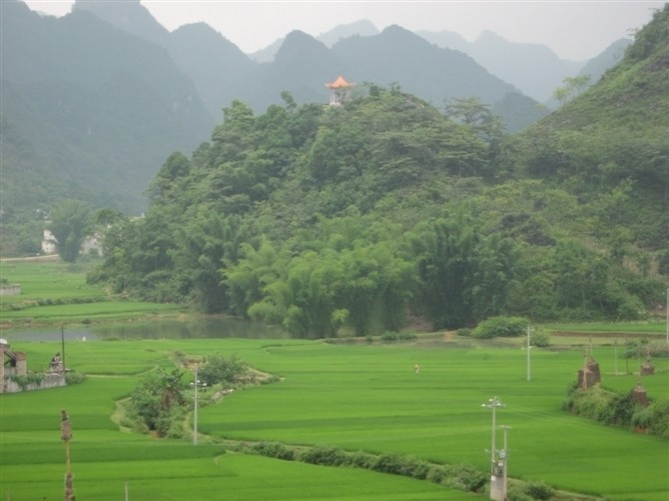 杨先生家的稻谷成熟了-平江村秋收美景 - 靖西市·靖西网