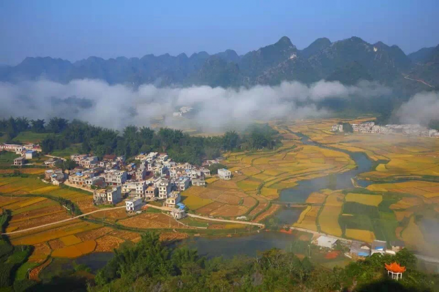 杨先生家的稻谷成熟了-平江村秋收美景 - 靖西市·靖西网