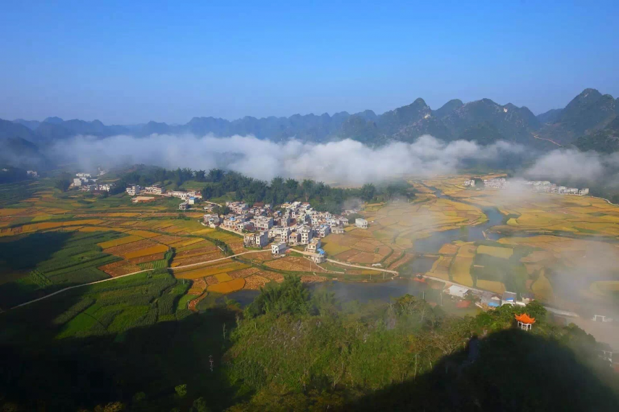 杨先生家的稻谷成熟了-平江村秋收美景 - 靖西市·靖西网