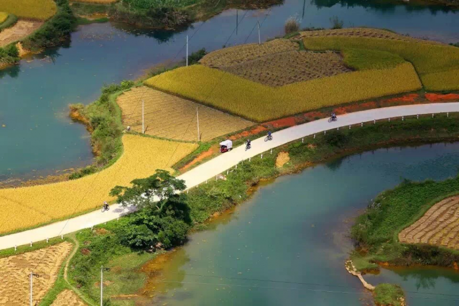 杨先生家的稻谷成熟了-平江村秋收美景 - 靖西市·靖西网