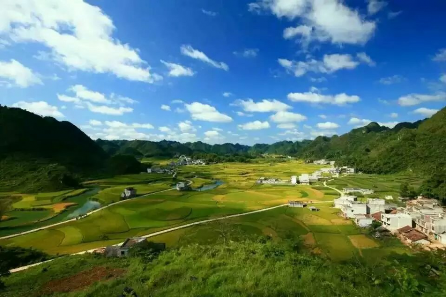 靖西平江秋收风景，美得让人窒息！ - 靖西市·靖西网