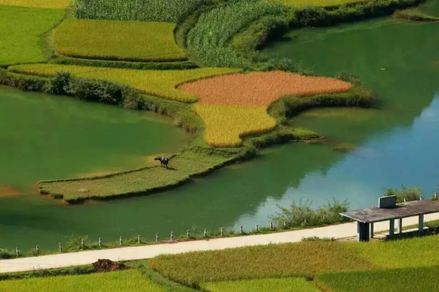 靖西平江秋收风景，美得让人窒息！ - 靖西市·靖西网