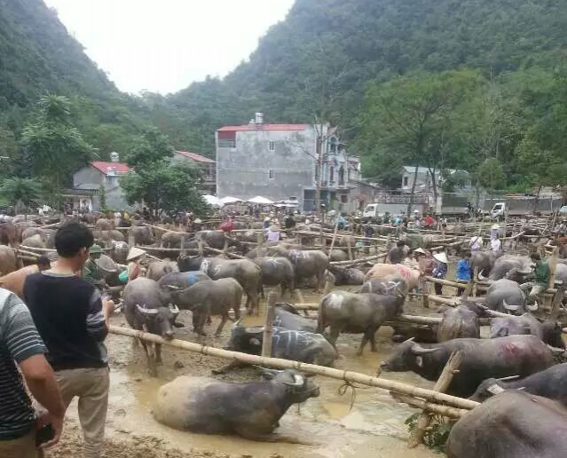 风再大雨再大也阻挡不了龙临牛市交易活动！ - 靖西市·靖西网