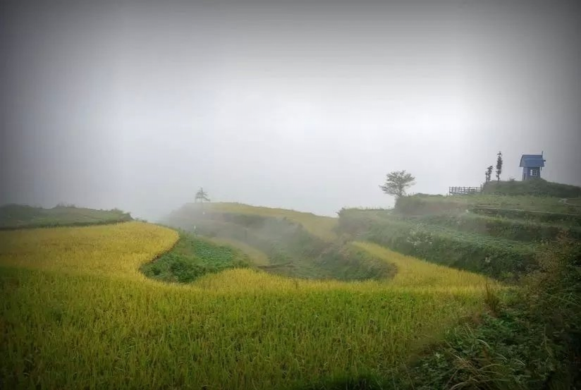 游梯田，看稻谷，景美心更美！ - 靖西市·靖西网