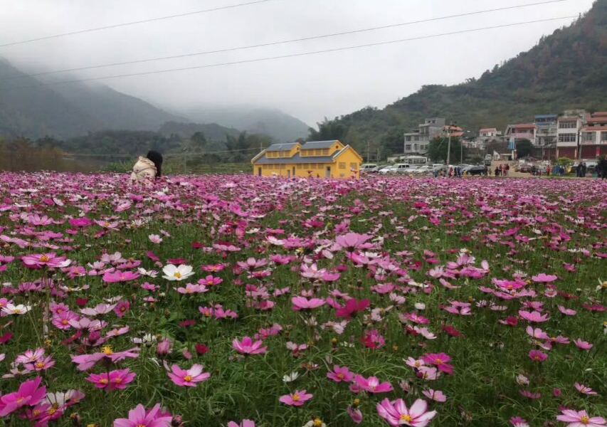 德保格桑花开了，美呆了！ - 靖西市·靖西网