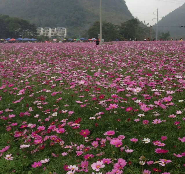 德保格桑花开了，美呆了！ - 靖西市·靖西网