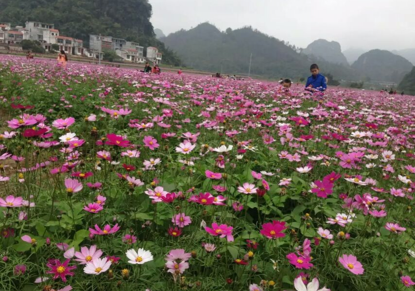 德保格桑花开了，美呆了！ - 靖西市·靖西网