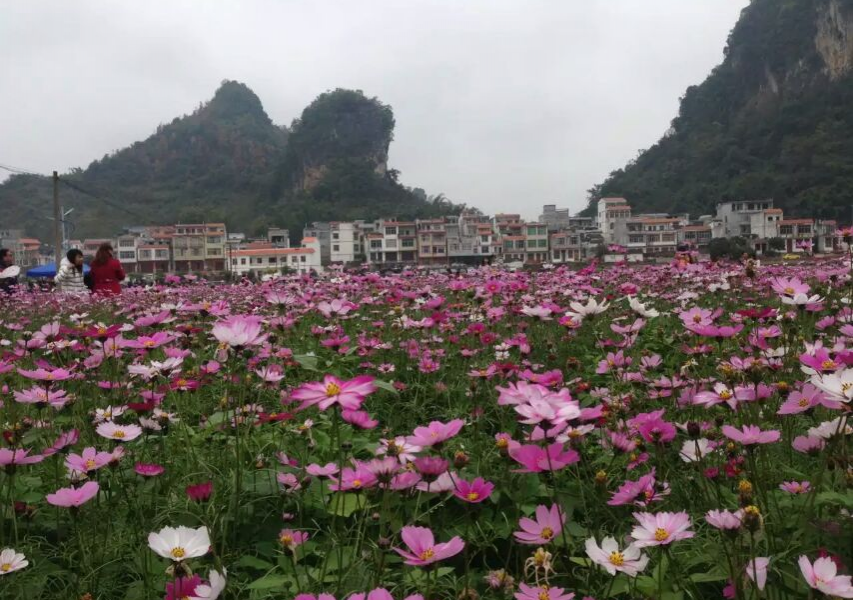 德保格桑花开了，美呆了！ - 靖西市·靖西网