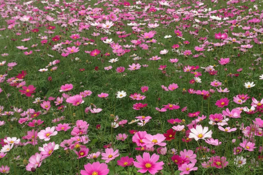 德保格桑花开了，美呆了！ - 靖西市·靖西网