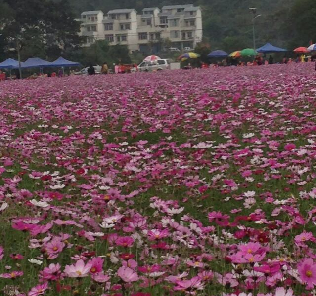 德保格桑花开了，美呆了！ - 靖西市·靖西网