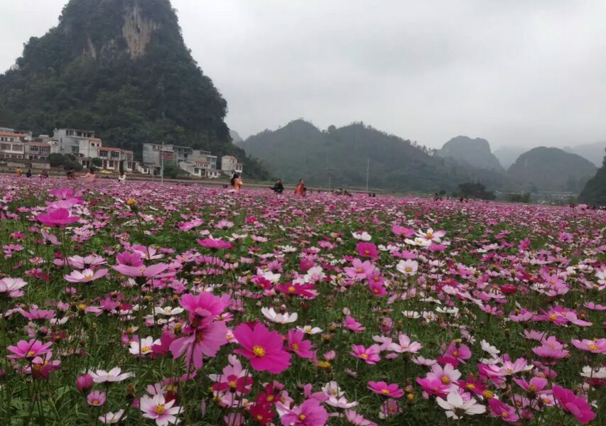 德保格桑花开了，美呆了！ - 靖西市·靖西网