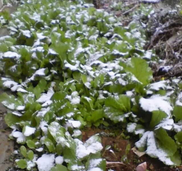 隆林同学一早起来就抖我，百色隆林县德峨乡今天下雪了 - 靖西市·靖西网