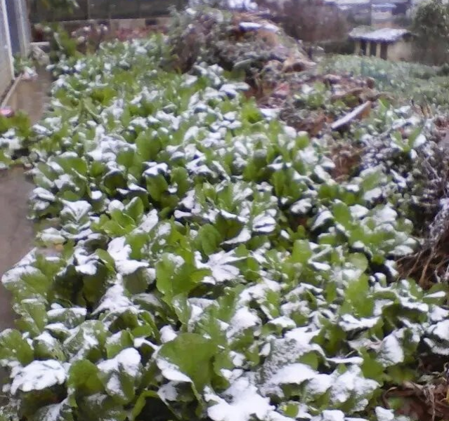 隆林同学一早起来就抖我，百色隆林县德峨乡今天下雪了 - 靖西市·靖西网