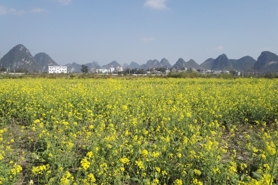 春节近，菜花香，即将客运的靖西市火车站远景。 - 靖西市·靖西网