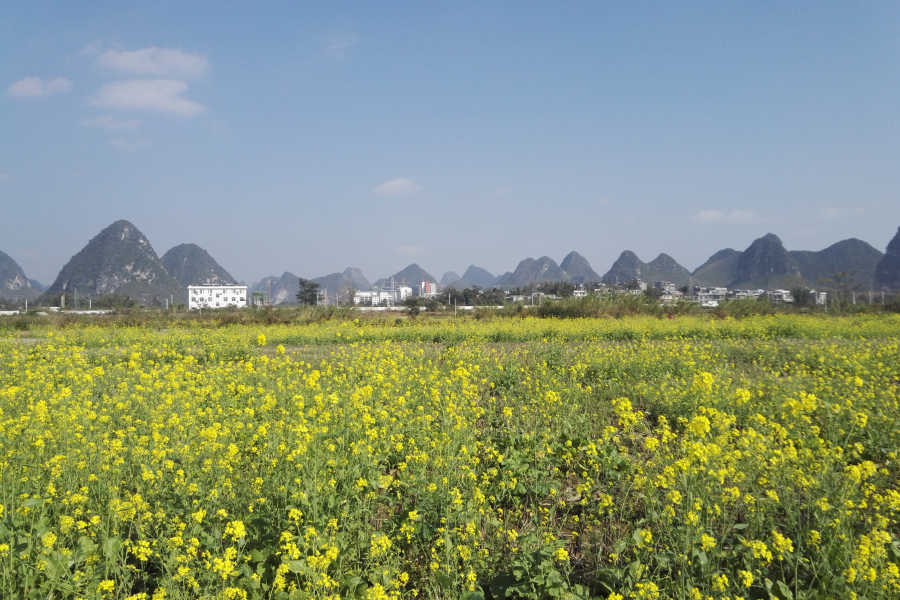 春节近，菜花香，即将客运的靖西市火车站远景。 - 靖西市·靖西网