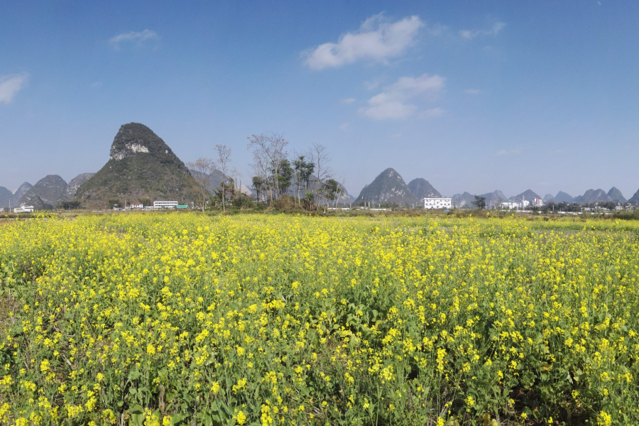 春节近，菜花香，即将客运的靖西市火车站远景。 - 靖西市·靖西网