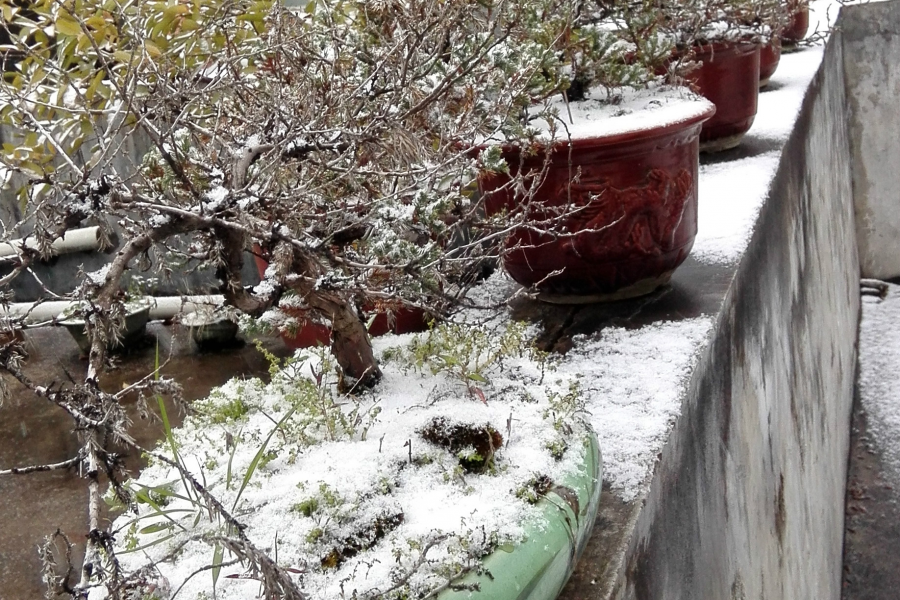 靖西下雪啦！！！网友们快点起来看雪啦 - 靖西市·靖西网