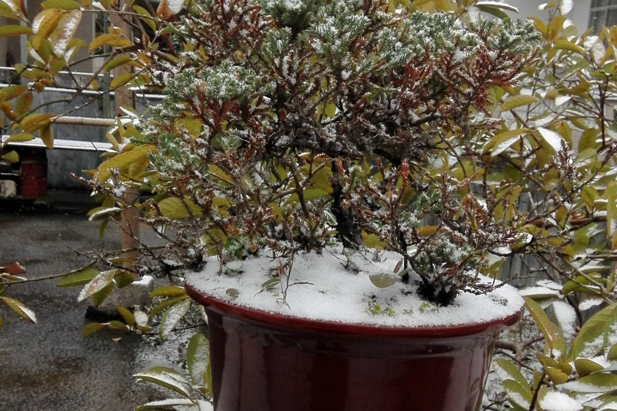 靖西下雪啦！！！网友们快点起来看雪啦 - 靖西市·靖西网