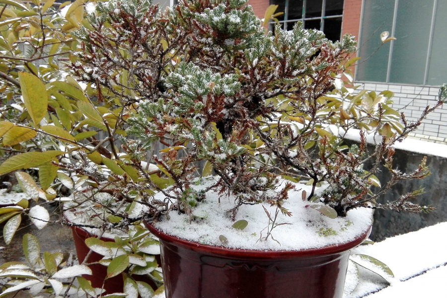 靖西下雪啦！！！网友们快点起来看雪啦 - 靖西市·靖西网