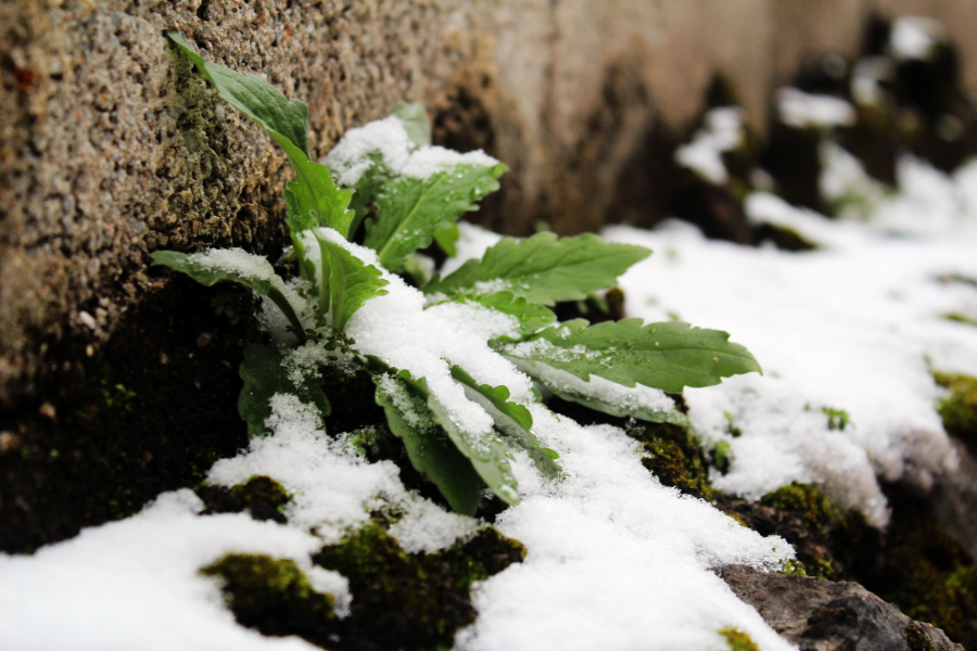 0度的靖西除了下雪，还有这种现象 - 靖西市·靖西网