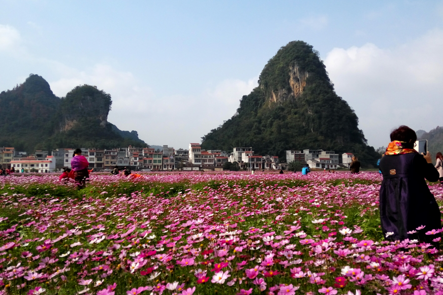 德保满贝浓格桑花 - 靖西市·靖西网