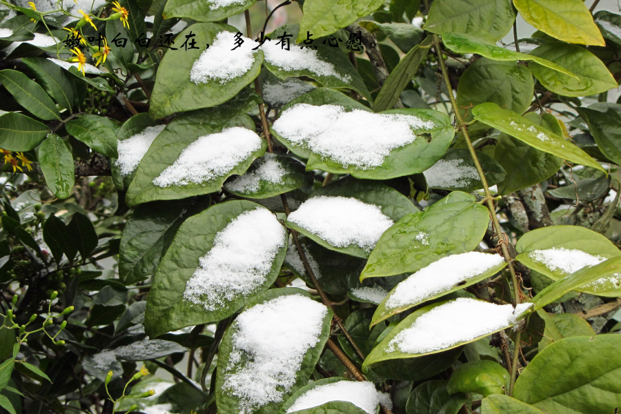 靖西下雪了 - 看图说事 - 靖西市·靖西网