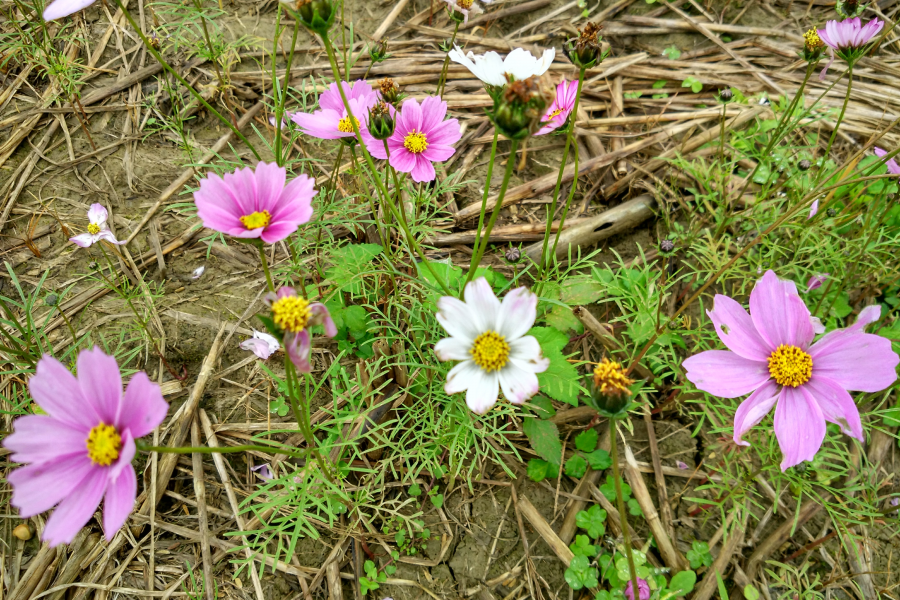 烟雨蒙蒙，画里乡村 - 靖西市·靖西网