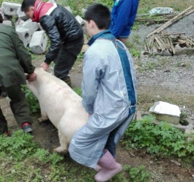 放假回家杀年猪，这场景你不懂 - 靖西市·靖西网