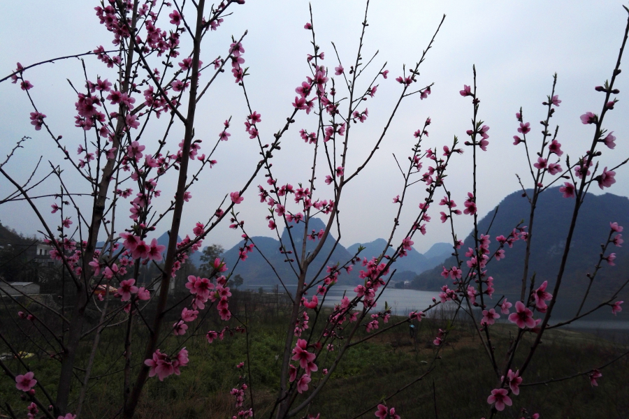 天灰灰山蒙蒙，初春桃花版靖西市朋怀湖风光。 - 靖西市·靖西网