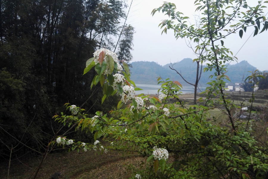 天灰灰山蒙蒙，初春桃花版靖西市朋怀湖风光。 - 靖西市·靖西网