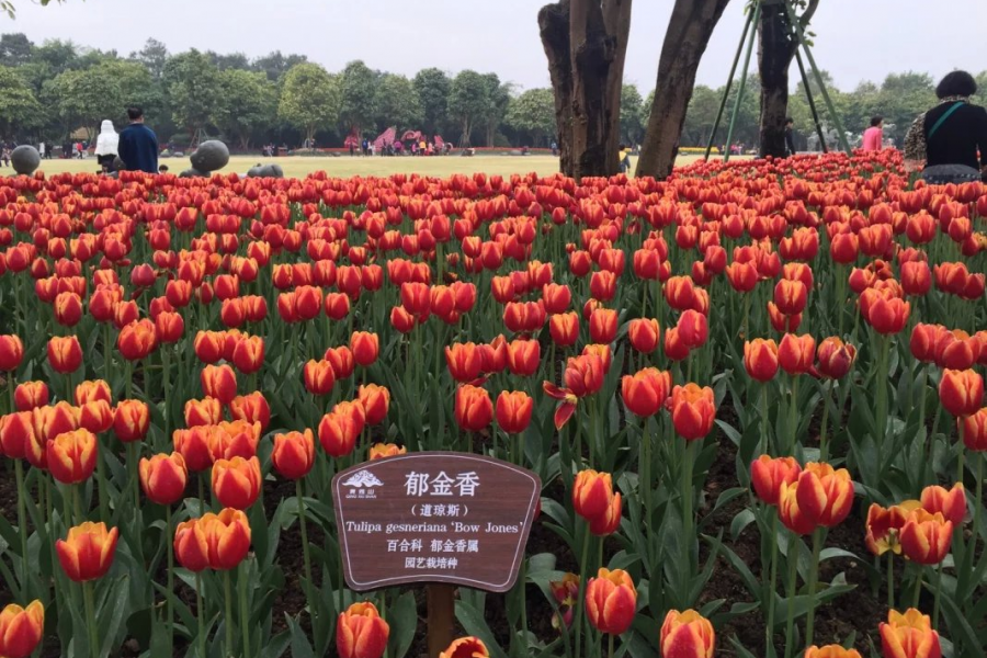 周末南宁看花，人多花多！ - 靖西市·靖西网