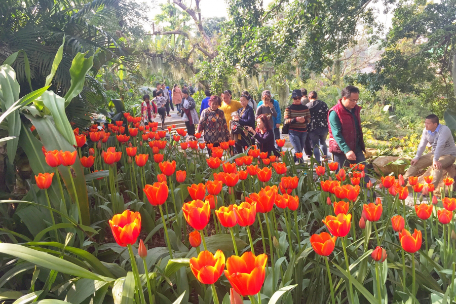 这里是花的海洋 - 靖西市·靖西网