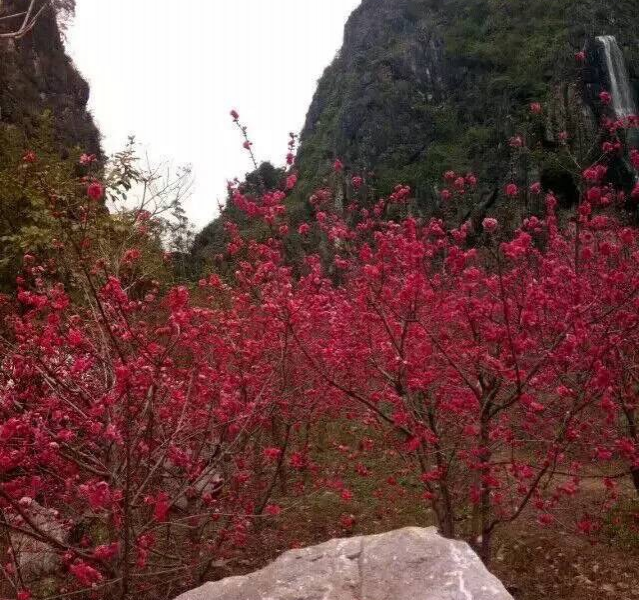 春来和风兼细雨，山中桃花舒芳容。枝枝和娇红烂漫，树树丹霞灼春. - 靖西市·靖西网