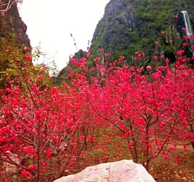 和风习习催莺飞，细雨纷纷迎春回。山前树下园草绿，桃花谷中又芳. - 靖西市·靖西网