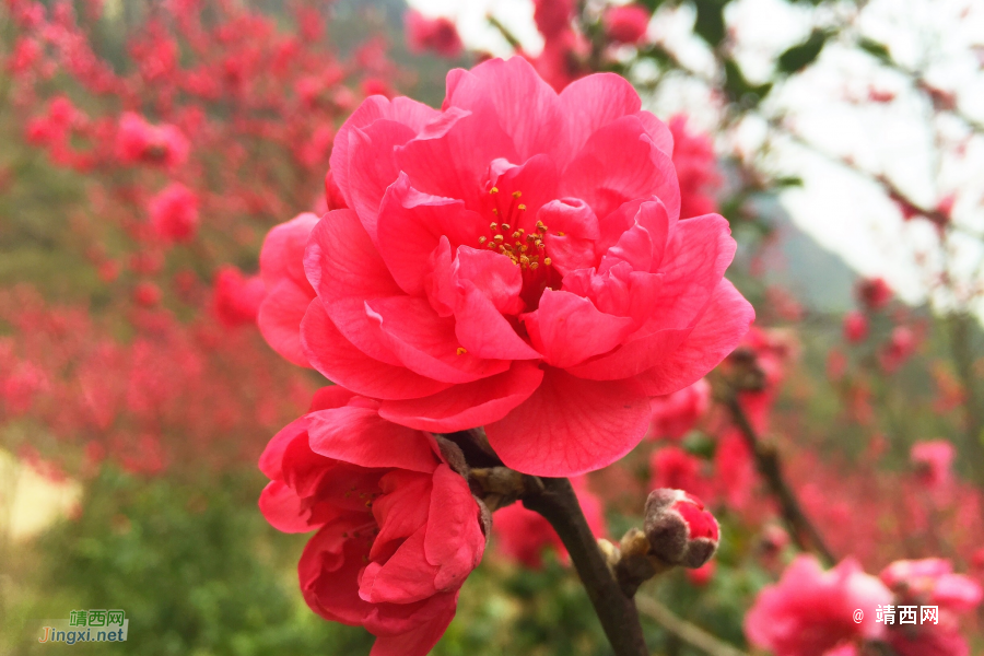 和风习习催莺飞，细雨纷纷迎春回。山前树下园草绿，桃花谷中又芳. - 靖西市·靖西网