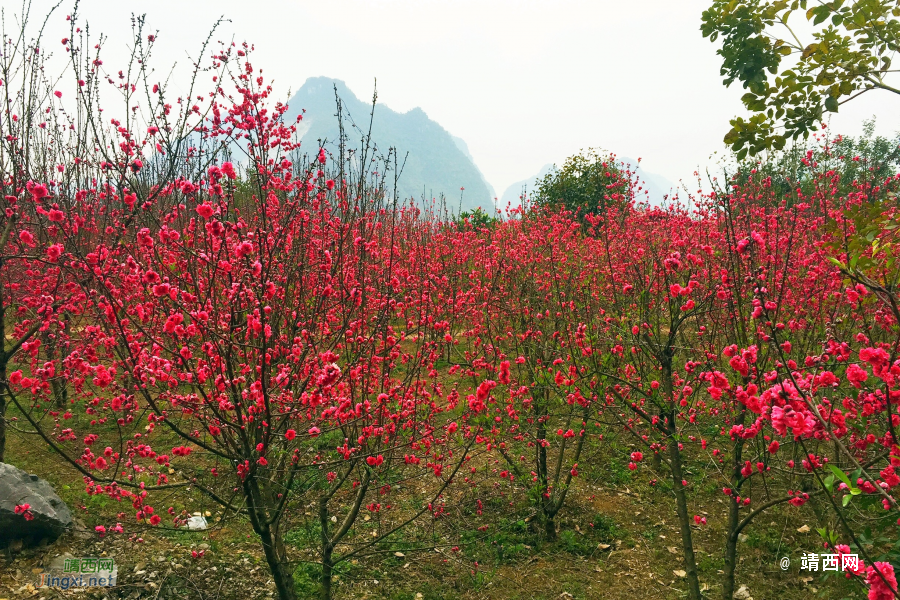 和风习习催莺飞，细雨纷纷迎春回。山前树下园草绿，桃花谷中又芳. - 靖西市·靖西网